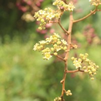 Ziziphus rugosa Lam.